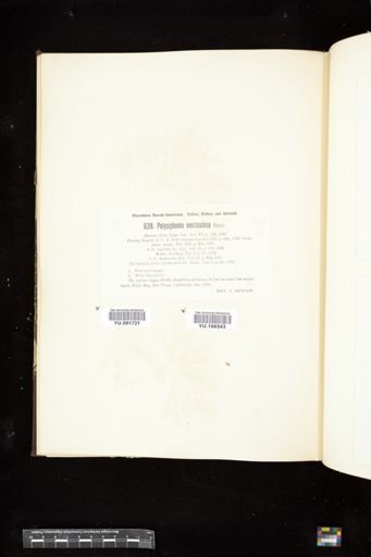 Polysiphonia senticulosa