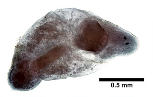 Plagiostomum whitmani