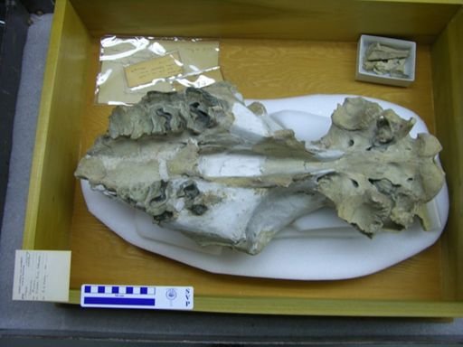 Hadrosauridae