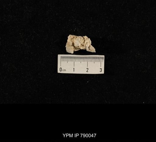 undet. Brachiopoda; shell hash with