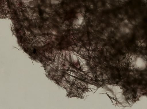 Tedania sp.