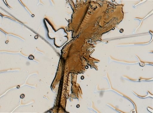 Eubranchus