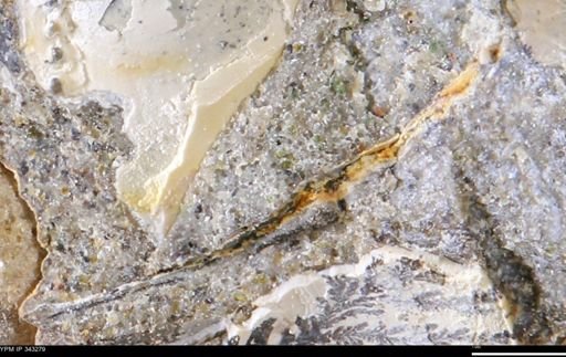 undet. Bivalvia