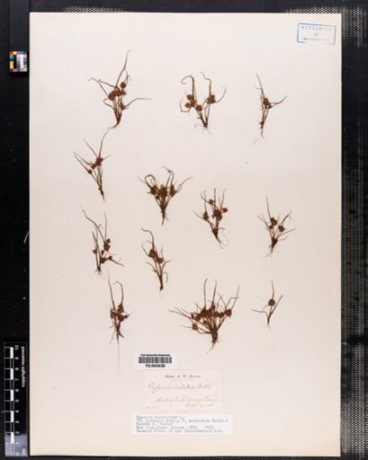 Cyperus squarrosus