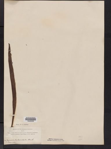 Polypodium