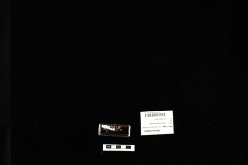 Triturus cristatus