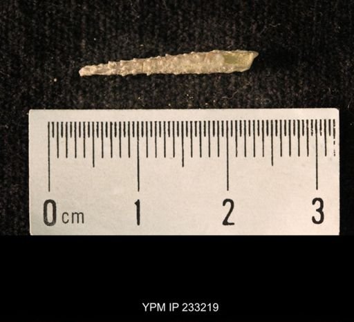 Archaeocidaris sp.