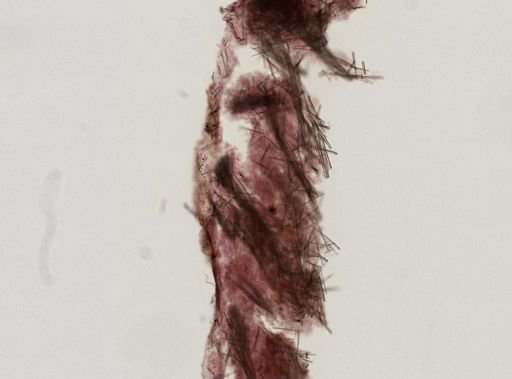 Lissodendoryx (Lissodendoryx) topsenti