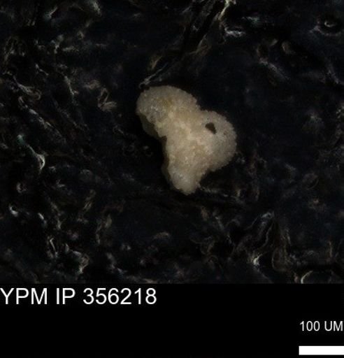 undet. Foraminiferida