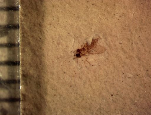 undet. Diptera