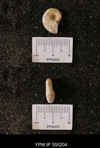 Scaphites