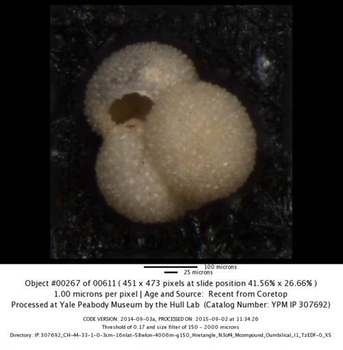 Globigerinoides ruber