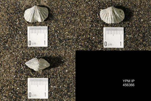 Platystrophia biforata