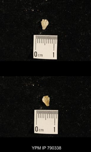 undet. Brachiopoda