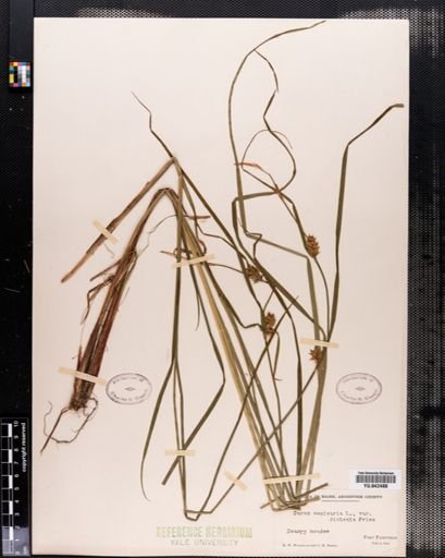 Carex vesicaria