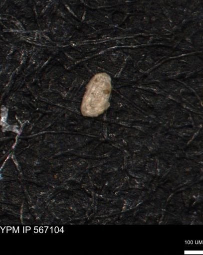 Spirolocammina planula