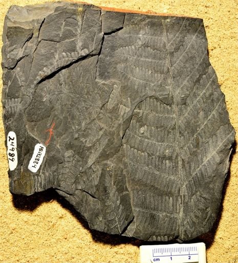 Pecopteris sp.