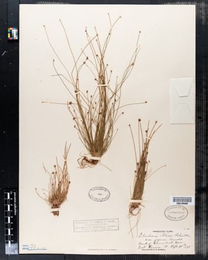 Eleocharis obtusa