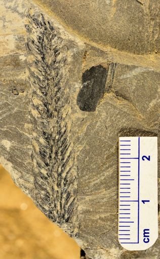 Lepidodendron sp.
