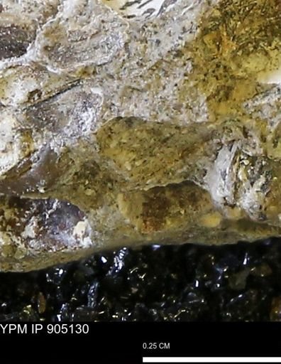 undet. Mollusca