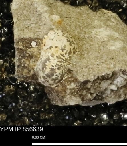 Euspira sp.