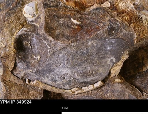 undet. Mollusca