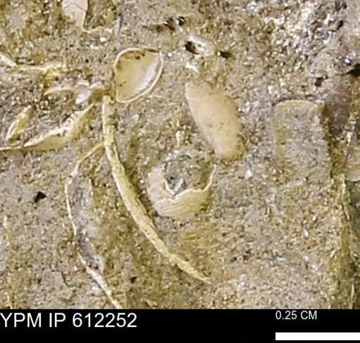 undet. Bivalvia