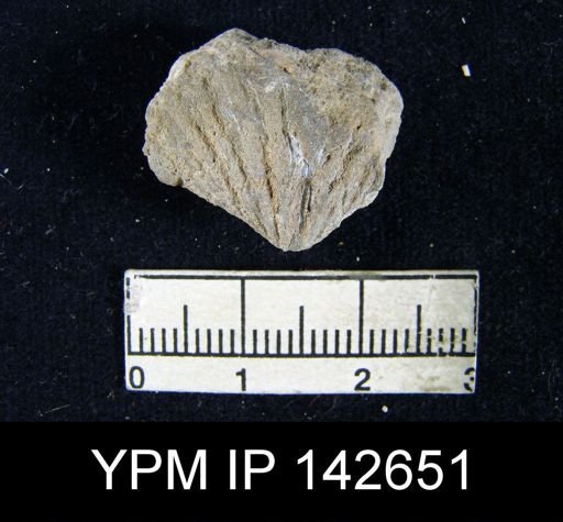 Spiriferina cristata