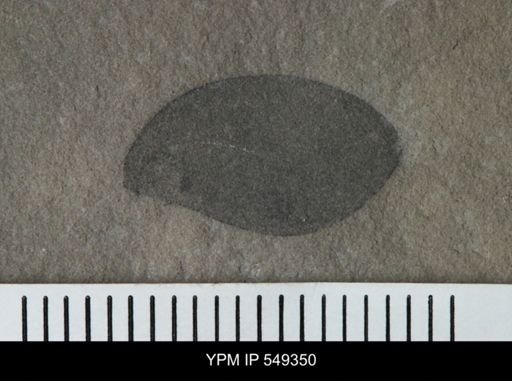 undet. Eurypterida