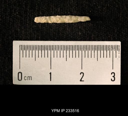 Archaeocidaris sp.