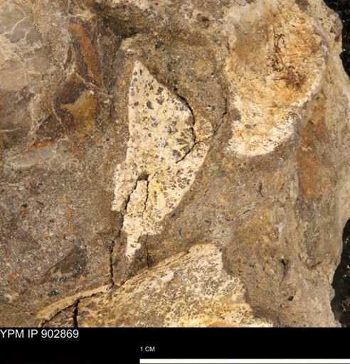 undet. Mollusca