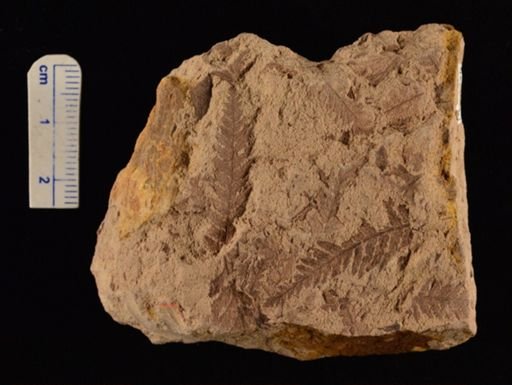 Cladophlebis sp.