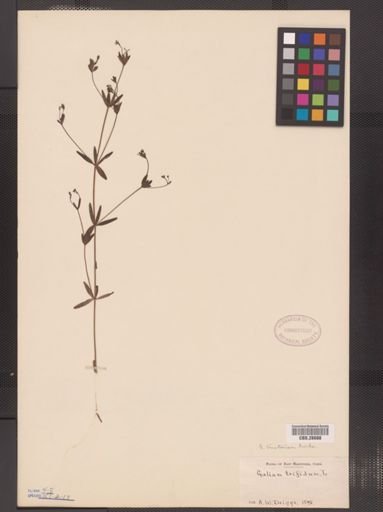 Galium tinctorium