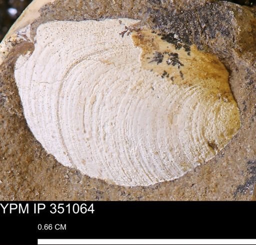 Limopsis striatopunctatus