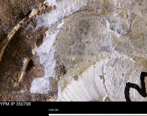 undet. Bivalvia