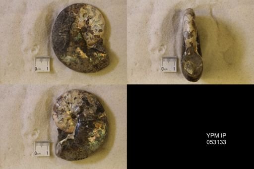 Hoploscaphites nicolletii