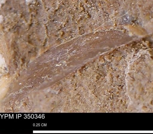 undet. Mollusca