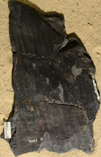 Sigillaria sp.