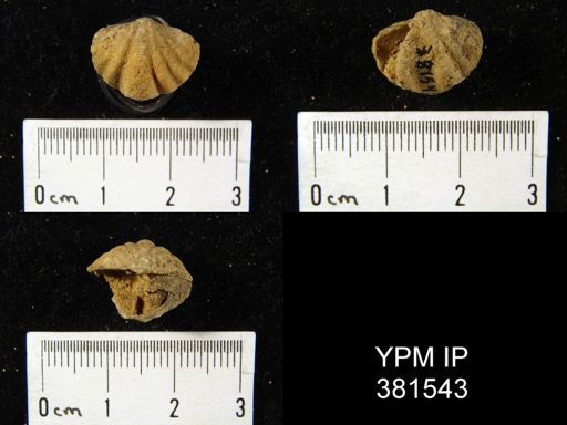 Spirifer octocostatus