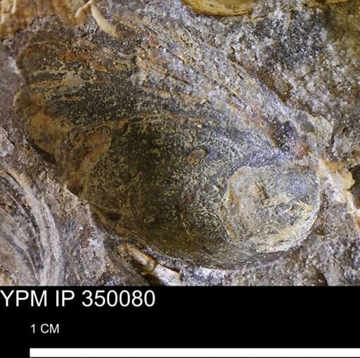 undet. Bivalvia