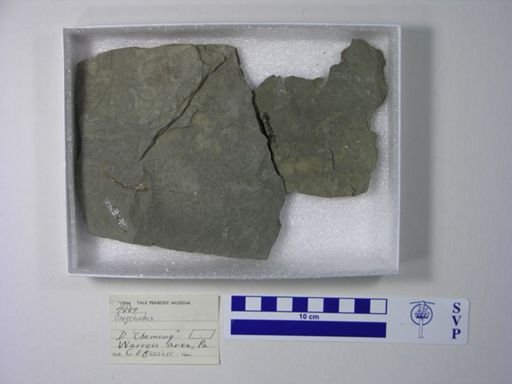 Onychodus sp.