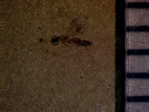 undet. Hymenoptera