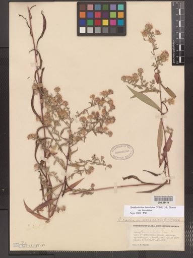Symphyotrichum lanceolatum lanceolatum