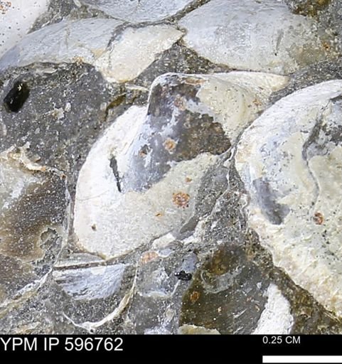 undet. Bivalvia