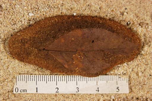 Angiospermopsida