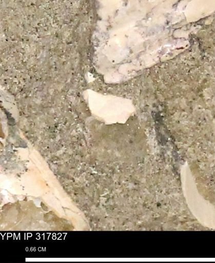 undet. Mollusca