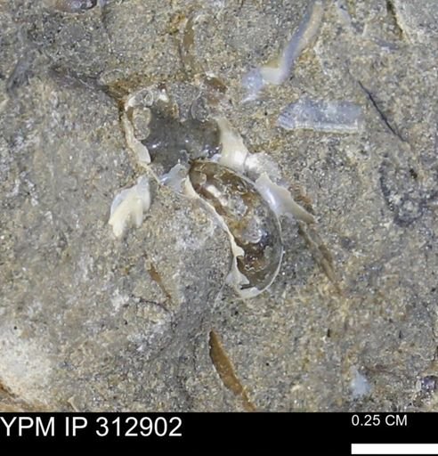 undet. Scaphitidae