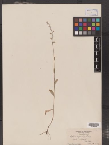 Lobelia spicata