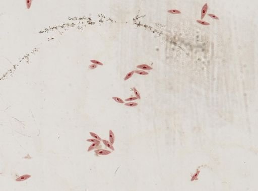 Paramecium