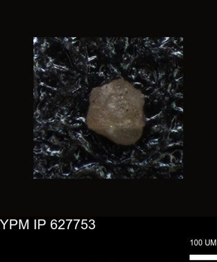 undet. Foraminiferida